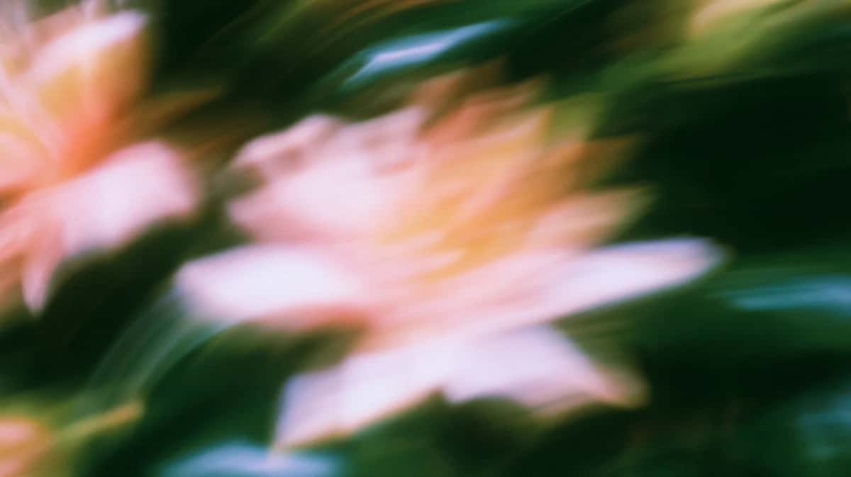 Pink flowers with blurred green foliage, soft focus motion blur background