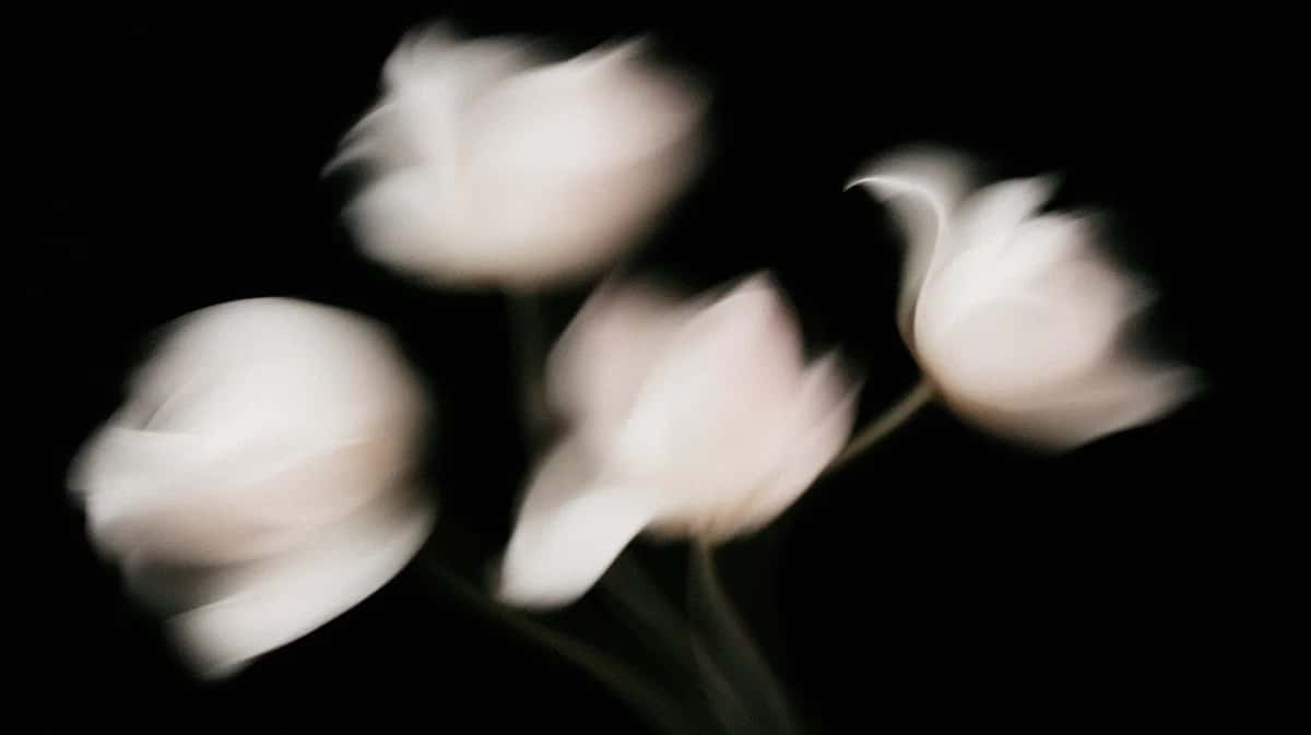 White tulips with soft motion blur against black background, dreamy floral composition