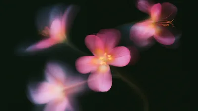 Pink blurred flowers with glowing centers on dark background, soft bokeh effect
