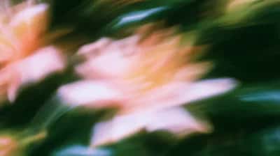 Pink flowers with blurred green foliage, soft focus motion blur background