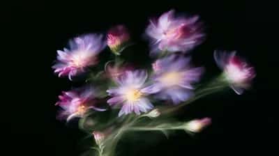 Purple and pink flowering blooms with soft glowing petals against dark background, clustered composition