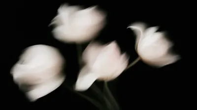 White tulips with soft motion blur against black background, dreamy floral composition