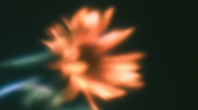 Orange flower petals with glowing light effects against dark background, soft blur