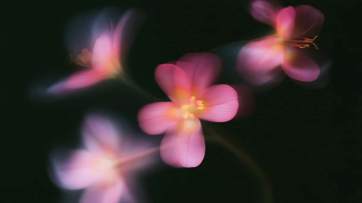 Pink blurred flowers with glowing centers on dark background, soft bokeh effect